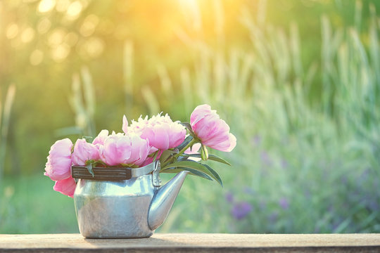 Gentle pink peony Flowers in metal kettle, in garden. blossom sumer season, rustic landscape. copy space