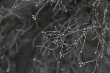 spiders web with water drops