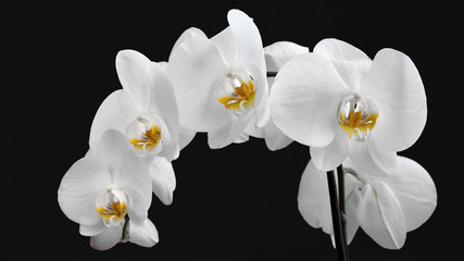 Fototapeta na wymiar Orchidée panorama