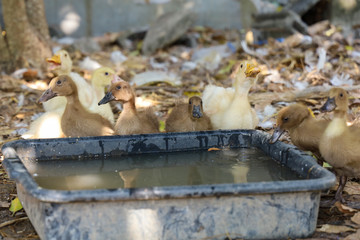 Group baby duck and baby goose is drink water in farm garden at thailand