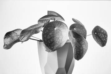 Close up monochrome photograph of a chinese money plant against a white background.