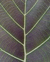 closeup of teak leaf texture and pattern