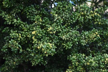 Fototapeta na wymiar Japanese box tree (Buxus microphylla)