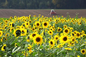 Ein Sonnenblumenfeld im Herbst im Salzkammergut mit einem Traktor im Hintergrund - A sunflower field in autumn in the Salzkammergut with a tractor in the background © Spitzi-Foto
