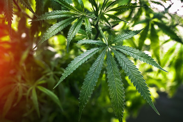 Growing cannabis indoors. Growing pot in groutent. Vegetative stage of marijuana growth. Medical marijuana. Background of cannabis leaves.