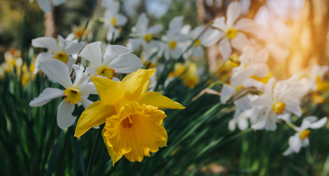 Beautiful daffodils blooming in the garden. 