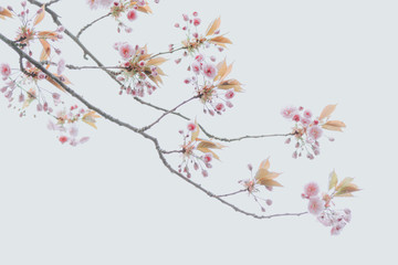 Obraz na płótnie Canvas Simple Cherry blossom backgrounds perfect for your design. 