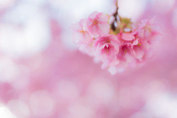 三浦海岸 河津桜まつり