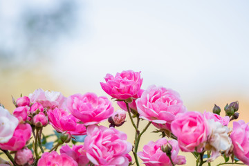 Beautiful pink roses flower in the garden