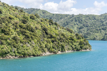 Fototapeta premium lush vegetation of green forest on shore, near Picton, Queen Charlotte Sound, New Zealand