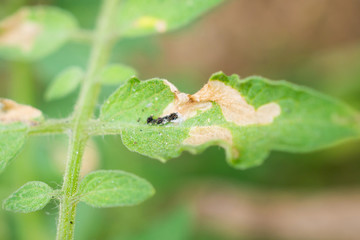 Tomatoes plant with disease on leaves in vegetable garden