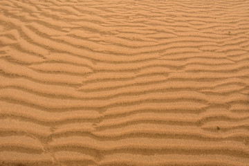 Fototapeta na wymiar Sand of Kyzylkum Desert. Uzbekistan, Central Asia.