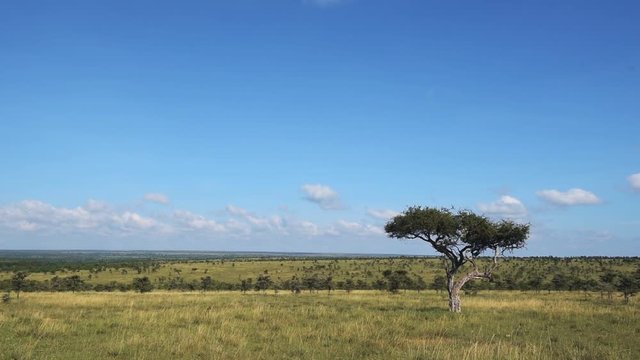 Beautiful African plains landscape in game reserve safari park in Kenya