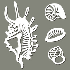 Set of seashell patterns. Vector illustration.