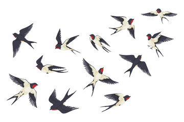 Flying birds flock. Cartoon hand drawn swallows in fight with different poses, kids illustration isolated on white. Vector set colourful image freedom swallow group - obrazy, fototapety, plakaty