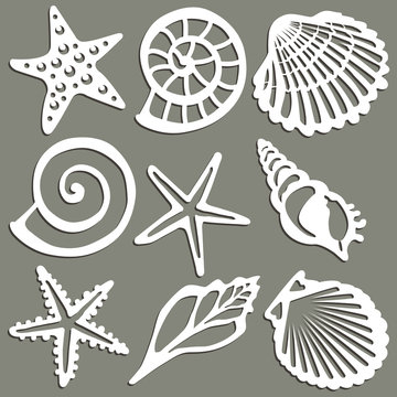 Set of seashell patterns. Vector illustration.