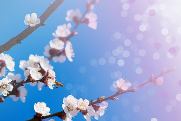 Cherry Blossom. White flowers on tree branch, selective focus. Gardening in spring. Spring Flowering branch on background blue sky