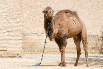 A camel on the street of Itchan Kala (old or inner city). Khiva, Uzbekistan, Central Asia.