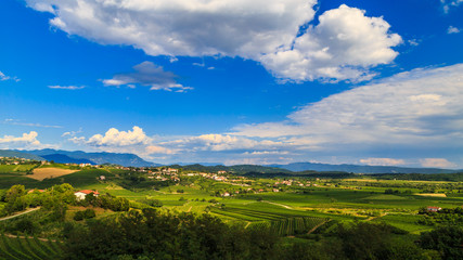 The beautiful vineyard of Collio, Friuli Venezia-Giulia, Italy