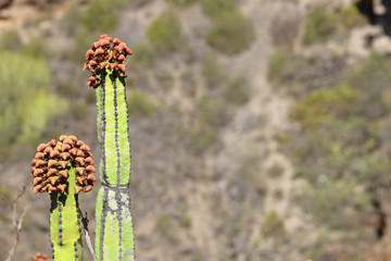 Fototapeta premium Cardón, Euphorbia canariensis