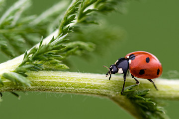A close-up of a ladybird walking around on a green plant. 