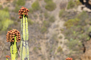 Cardón, Euphorbia canariensis