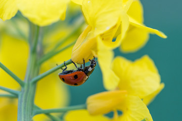 A close-up of a ladybird in a yellow glowing rape plant. 