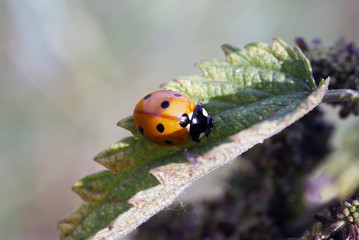 ladybug on a leaf in summer close-up