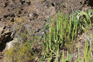 Cardón, Euphorbia canariensis
