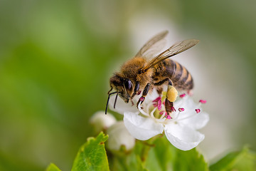 Close-up of a heavily loaded bee on a white flower on a sunny meadow - obrazy, fototapety, plakaty