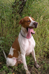 english pointer