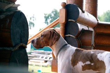 english pointer