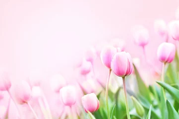 Zelfklevend Fotobehang Spring blossoming tulips in garden, springtime pink flowers field background, pastel and soft floral card, selective focus, toned  © ulada