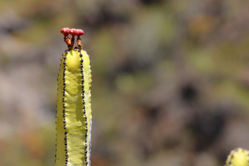 Cardón, Euphorbia canariensis