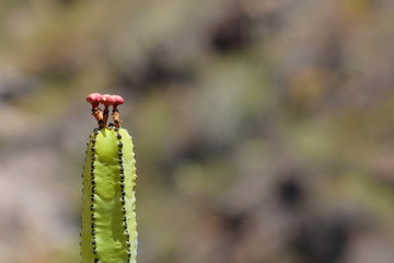 Cardón, Euphorbia canariensis
