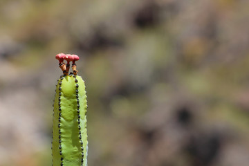 Cardón, Euphorbia canariensis