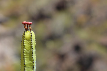 Cardón, Euphorbia canariensis