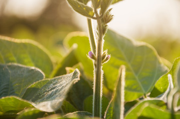Tender purple buds on the stem of a soybean plant in an agricultural field in the rays of the rising sun. Crops of flowering soybeans.