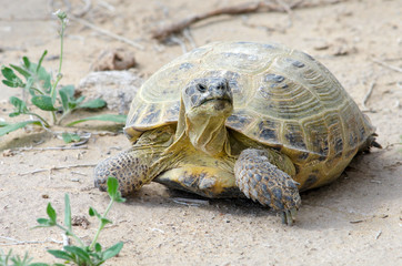 The Russian tortoise (Agrionemys horsfieldii), also commonly known as the Afghan tortoise, the Central Asian tortoise. Kyzylkum Desert, Uzbekistan, Central Asia.