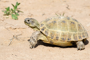 The Russian tortoise (Agrionemys horsfieldii), also commonly known as the Afghan tortoise, the Central Asian tortoise. Kyzylkum Desert, Uzbekistan, Central Asia.