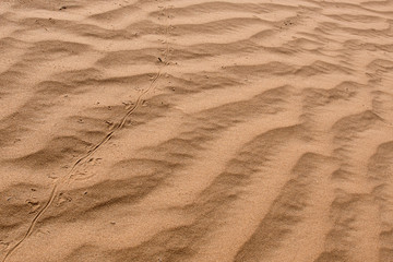 Sand of Kyzylkum desert. Uzbekistan, Central Asia.