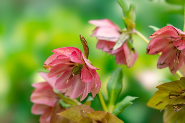 Fototapeta premium 春の花