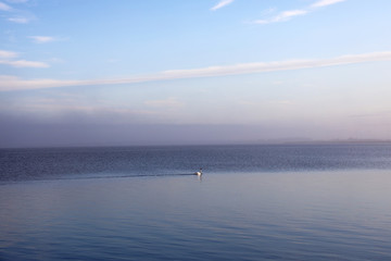 Lonely swan in the water at the marina in Nibe