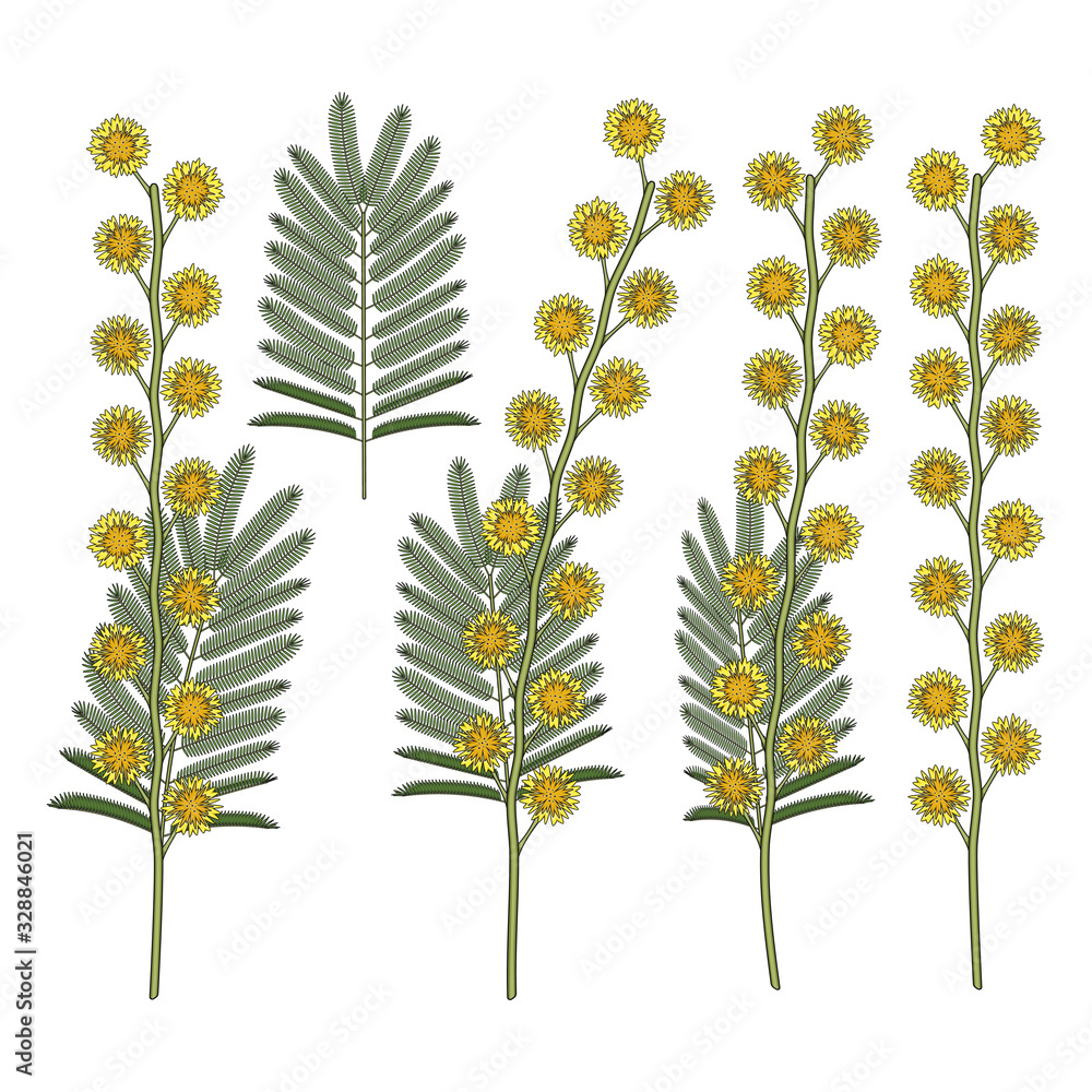 Poster set of color illustrations with mimosa flowers. isolated vector objects on a white background.