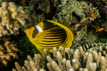 Fototapeta premium Fish swim in the Red Sea, colorful fish, Eilat Israel