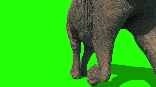 Elephant Runs Short Tusks Front Green Screen 3D Rendering Animation 4K