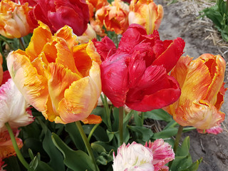 Obraz na płótnie Canvas Tulipa Parrot Blend, Tulpenbluete