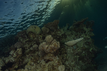 Coral reef and water plants in the Red Sea, Eilat Israel