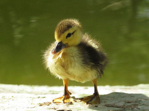 patito al sol