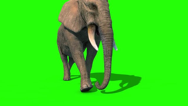 Elephant Walks Short Tusks Front Green Screen 3D Rendering Animation 4K